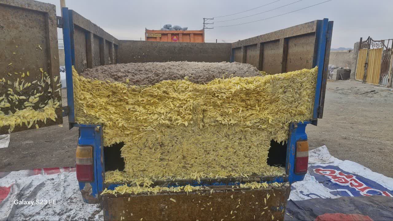 عرضه مستقیم تفاله سیب زمینی