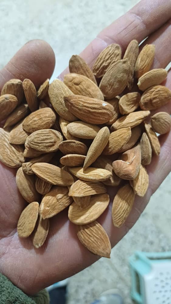 بادام سنگی تک دانه + خرید عمده