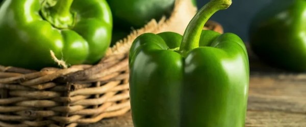 قیمت روز فلفل دلمه ای سبز برای صادرات و بازار داخلی