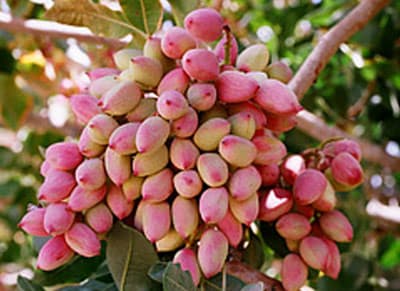 قیمت خرید عمده پسته تازه + خرید آسان