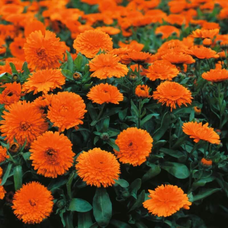 خرید و فروش عمده گل همیشه بهار صادراتی گیاهی دارویی و پر تقاضا