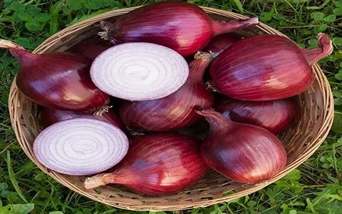 قیمت روز پیاز قرمز همدان برای صادرات و بازار داخلی