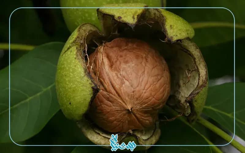خرید و قیمت گردو + فروش صادراتی