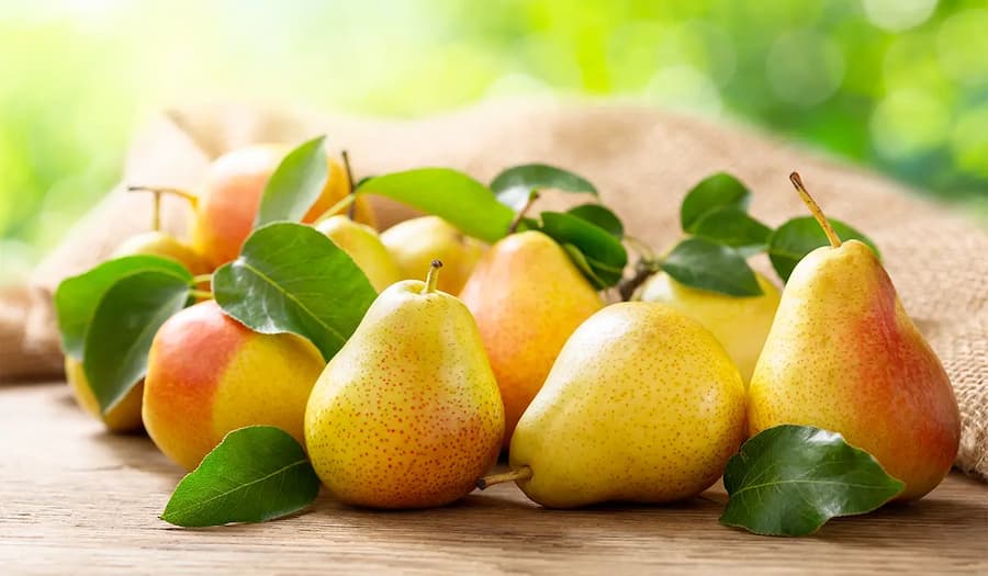 قیمت خرید گلابی جنگلی مازندران با فروش عمده