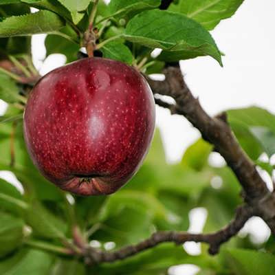 خرید و فروش سیب قرمز اصفهان