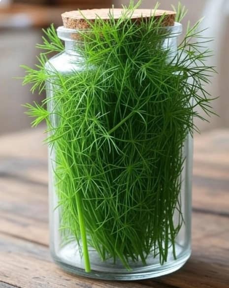 تصویر 2 از شوید خشک برگ ممتاز + قیمت خرید روز