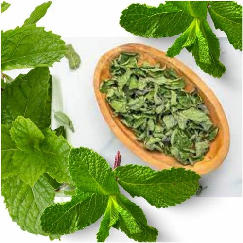 قیمت عمده خرید نعنا خشک ارزان