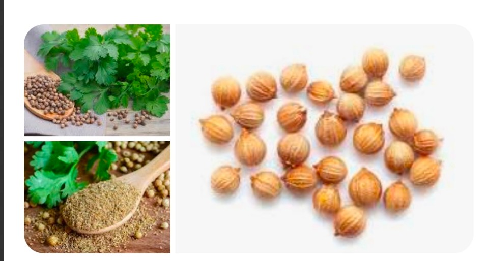 فروش فوری بذر گشنیز آناهیتا به تمامی استانها