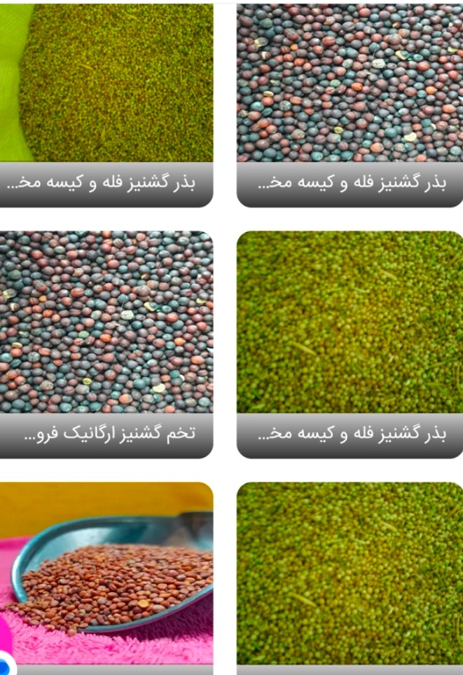 خرید تخم گشنیز ارزان در استان البرز از آناهیتا گشنیز