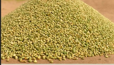 خرید بذر خشک گشنیز در کرج از آناهیتا گشنیز