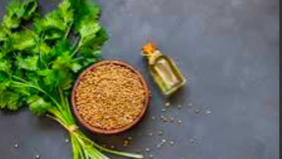 خرید بذر گشنیز خشک و ارزان در گیلان بی واسطه