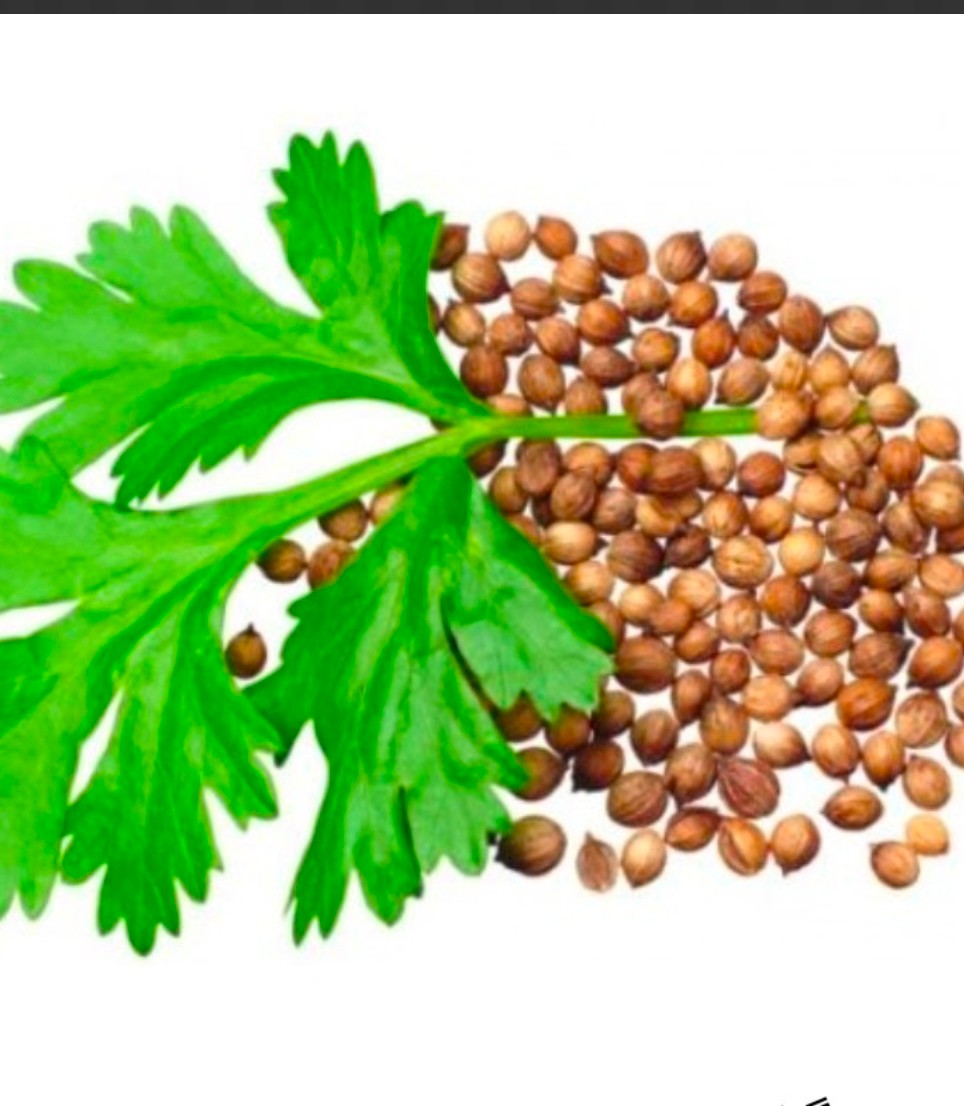 خرید بذر گشنیز خشک و ارزان در سمنان از آناهیتا گشنیز