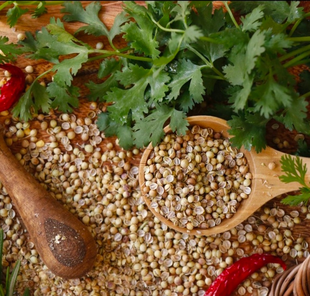 خرید بذر گشنیز خشک در قم