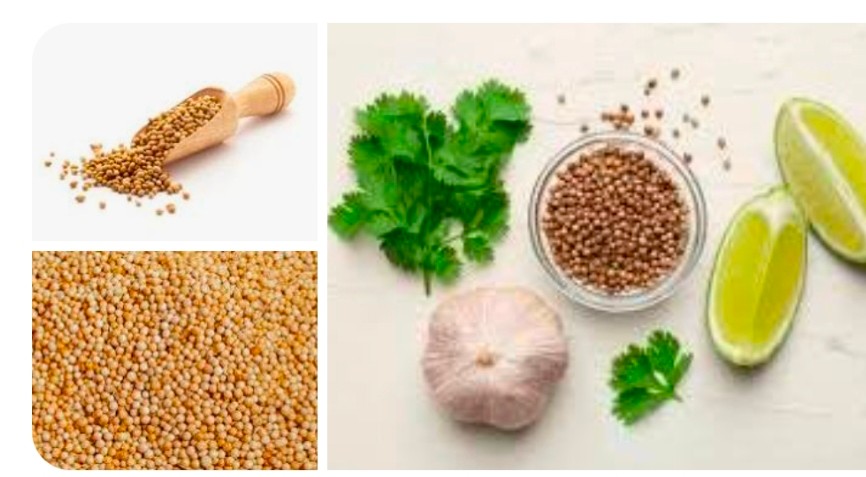 خرید آنلاین بذر گشنیز در ساوه از آناهیتا گشنیز