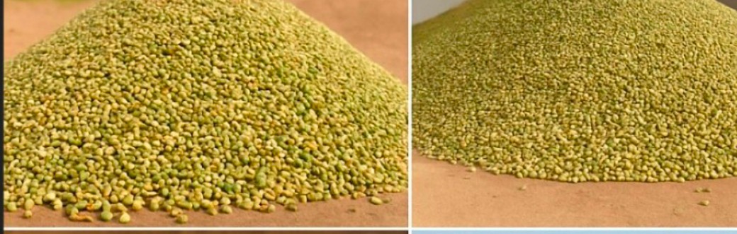 خرید بذر گشنیز تاره در اراک از آناهیتا گشنیز