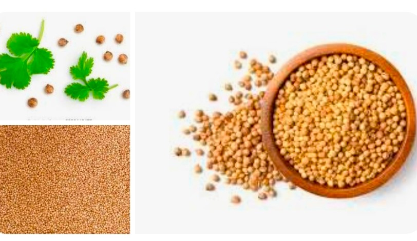 خرید بذر گشنیز عمده در ارومیه + خشک و تازه از آناهیتا