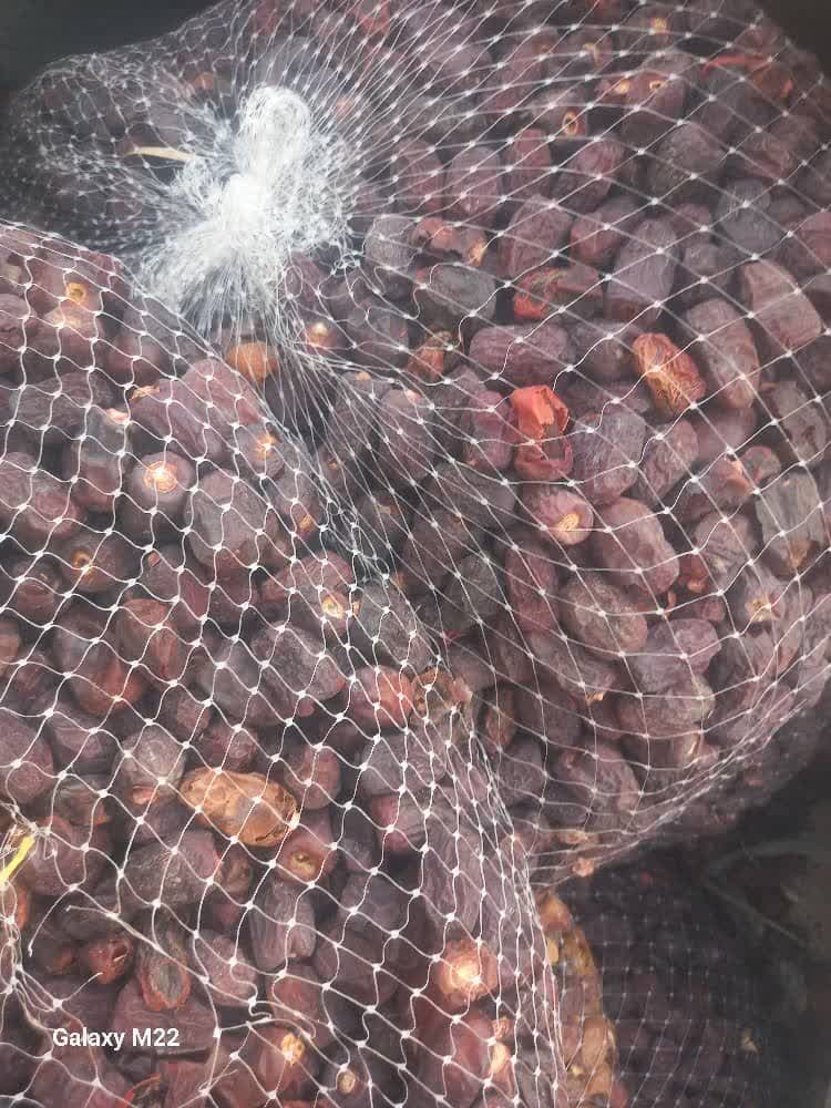 پخش تفاله خرما دامی