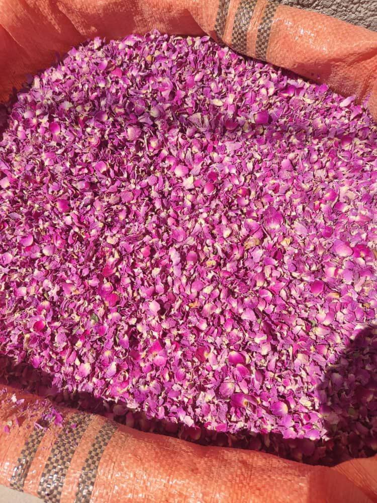 خرید به صرفه غنچه گل محمدی + کیفیت بی نظیر
