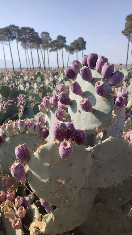 تصویر 4 از قیمت گلابی خار دار + گلابی خار دار برای صادرات