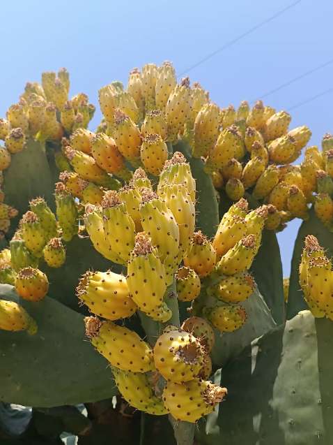 تصویر 3 از قیمت گلابی خار دار + گلابی خار دار برای صادرات