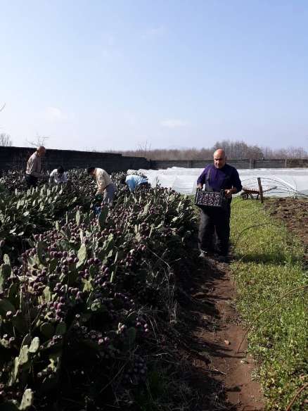 تصویر 2 از قیمت گلابی خار دار + گلابی خار دار برای صادرات