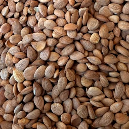 بادام تلخ مرغوب اصفهان