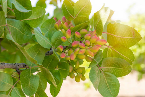 تصویر 4 از قیمت خرید پسته پیوندی گلدانی با فروش عمده