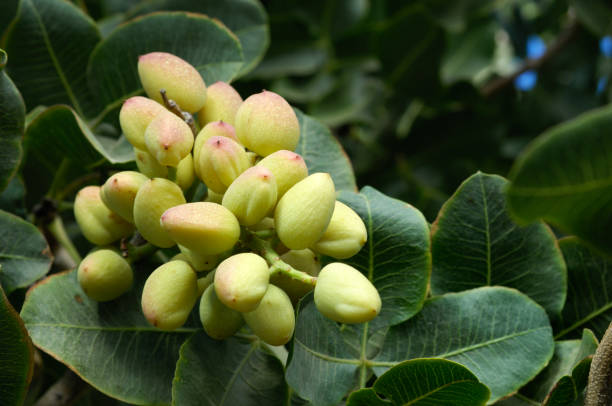 قیمت خرید پسته پیوندی گلدانی با فروش عمده