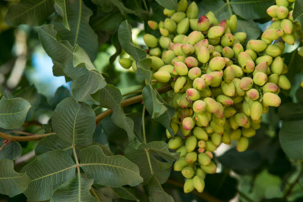 فروش پسته پیوندی