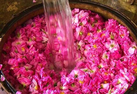 فروش عمده گلاب صادراتی با شرکت فولاد گل