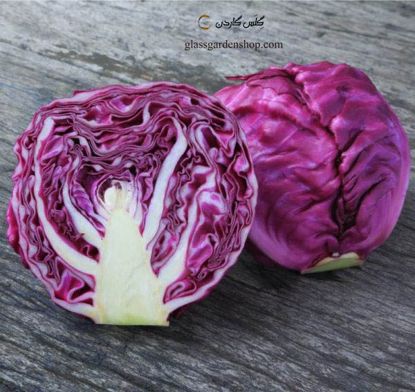 فروش ویژه کلم برگ بنفش دزفول با شرایط فوق العاده