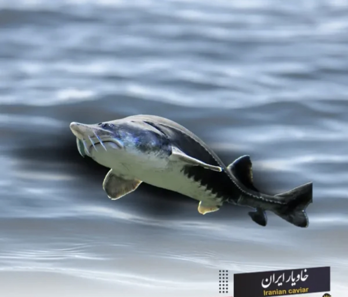خاویار دریایی ایران