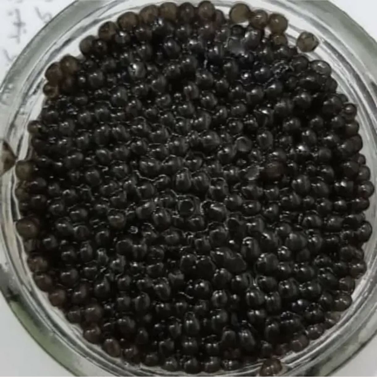 خاویار بلوگا عمده