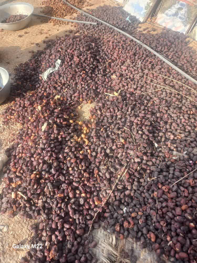 توزیع تفاله خرما برای گوسفند