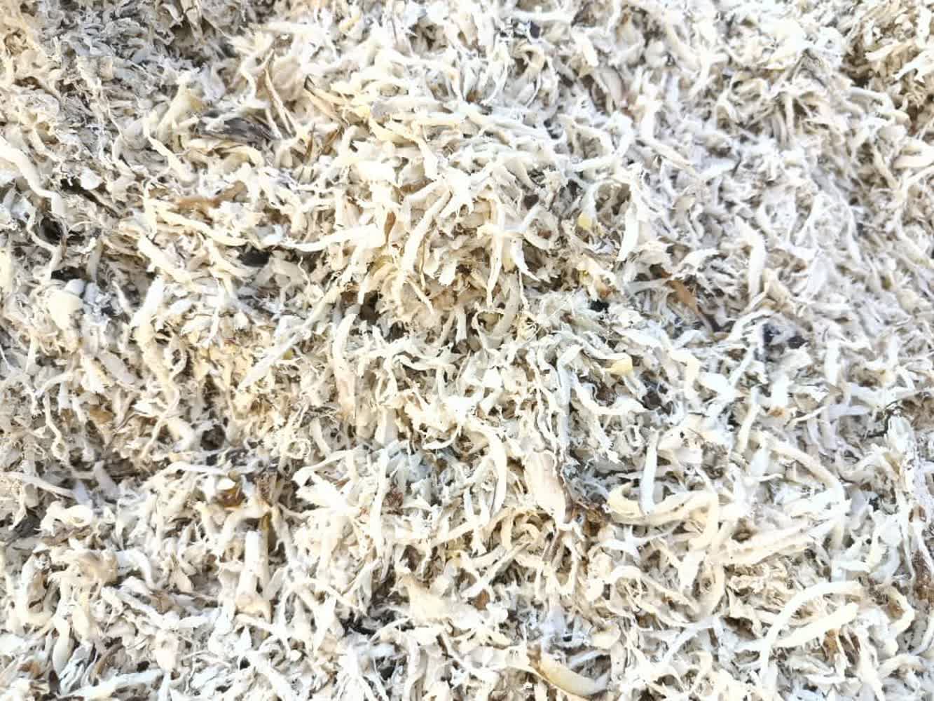 قیمت تفاله چغندر ارومیه