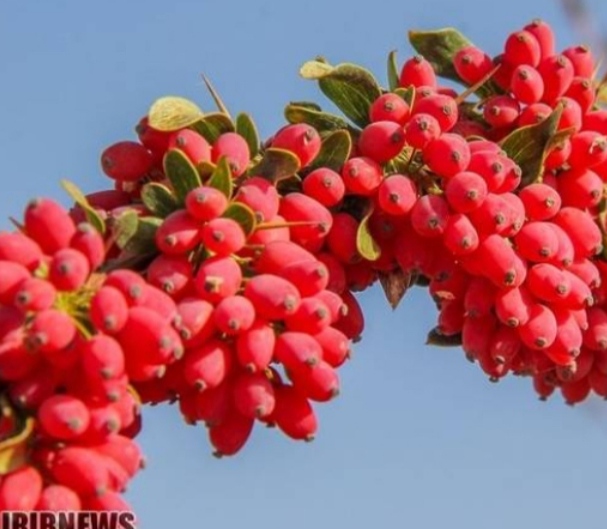 فروش استثنایی بهترین زرشک تازه بیرجند + خرید