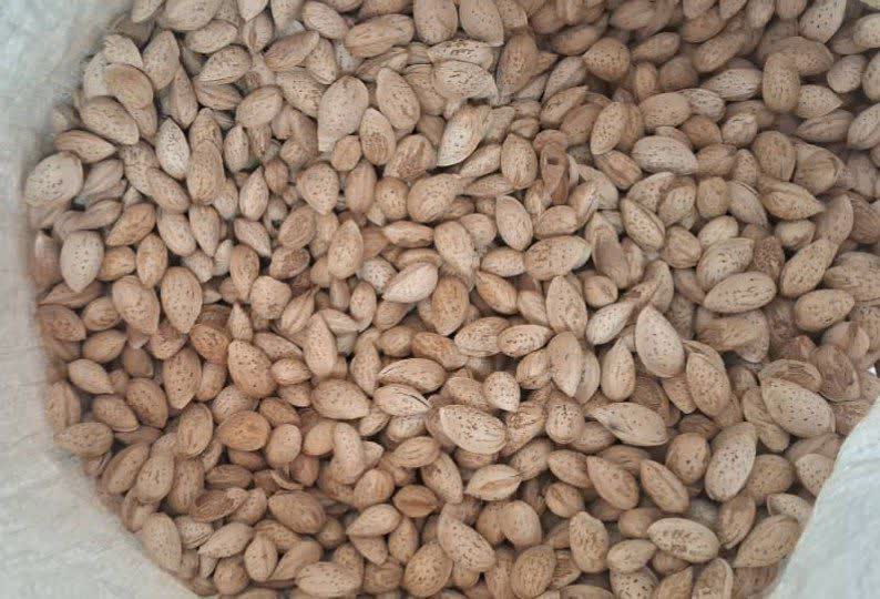 فروش عمده بادام محب با کیفیت عالی + قیمت ویژه