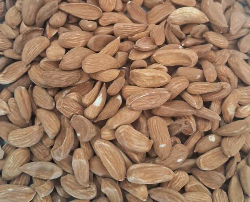 فروش مغز مینی مامایی + قیمت عمده