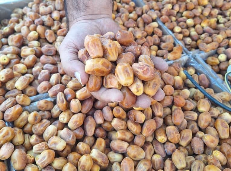 قیمت خرما زاهدی درجه یک + فروش عمده بدون واسطه