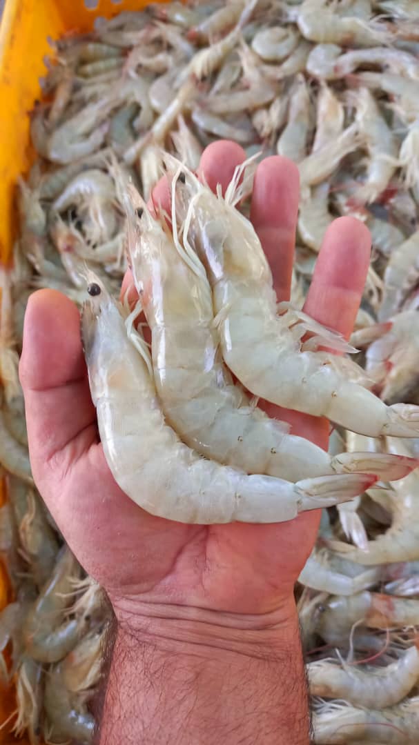 قیمت امروز میگو