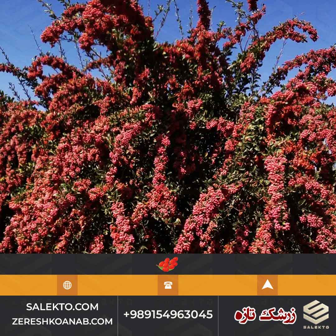 زرشک تازه درجه یک سالکتو سرشار از ویتامین C و فیبر سوغات خراسان