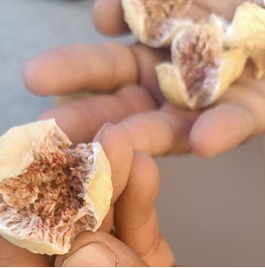 انجیر خشک قیمت