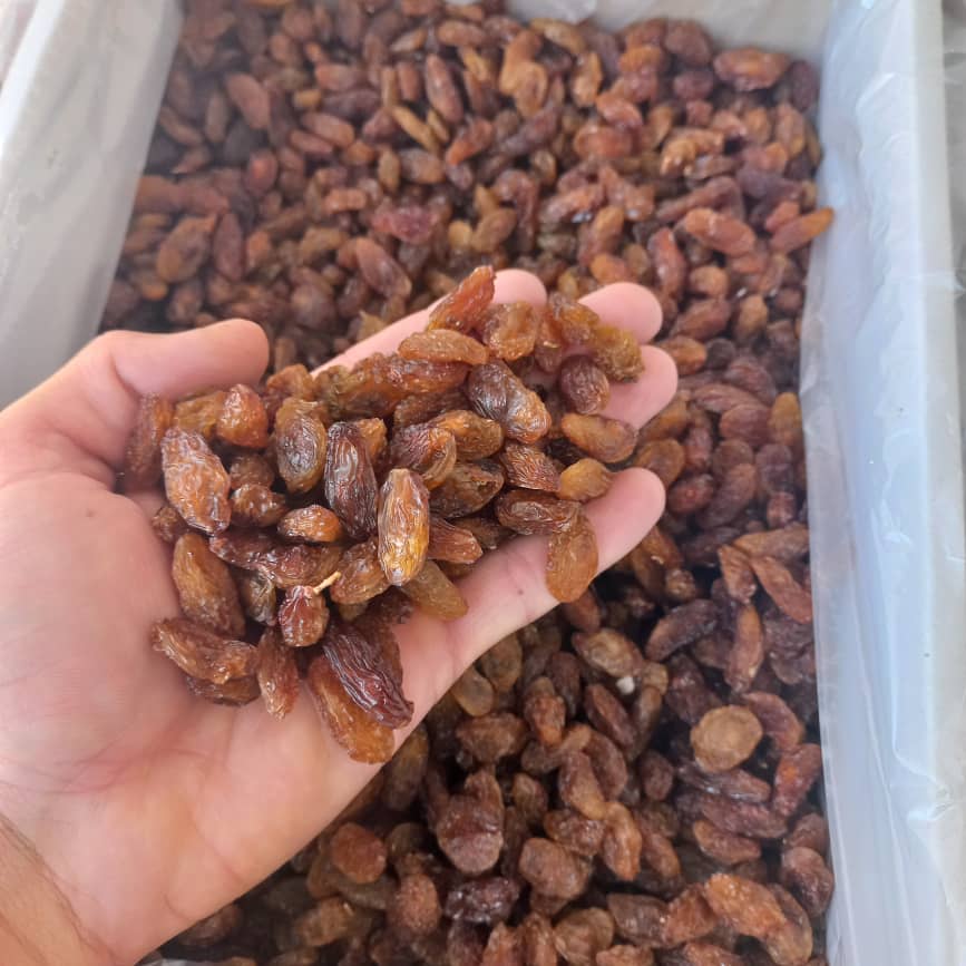 فروش مویز شیرازی + فروش عمده