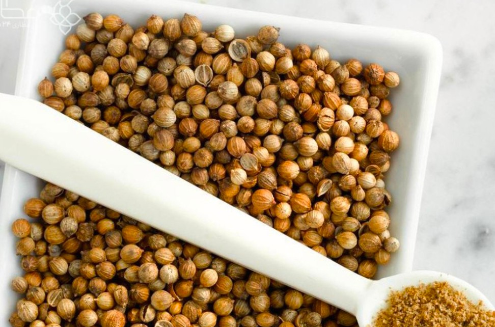 خرید بذر گشنیز در بوشهر + خرید ارزان