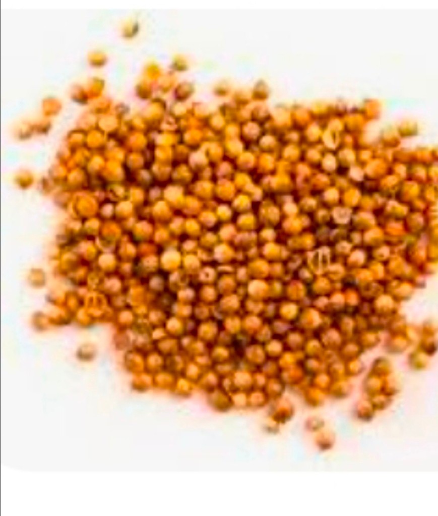 قیمت خرید عمده بذر گشنیز در اصفهان