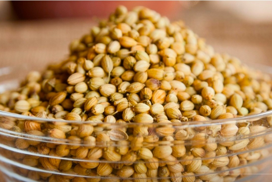 خرید بذر گشنیز در شیراز + خرید عمده