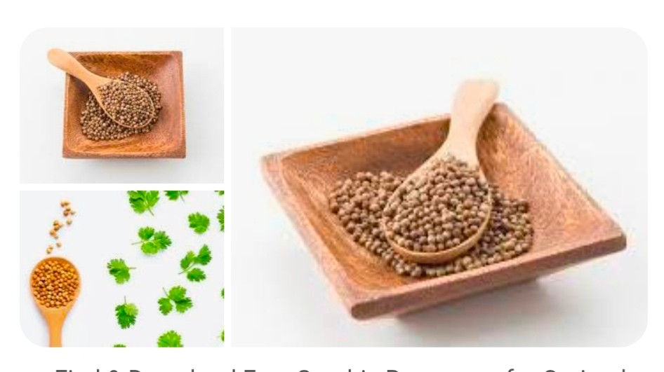 قیمت خرید بذر گشنیز خشک