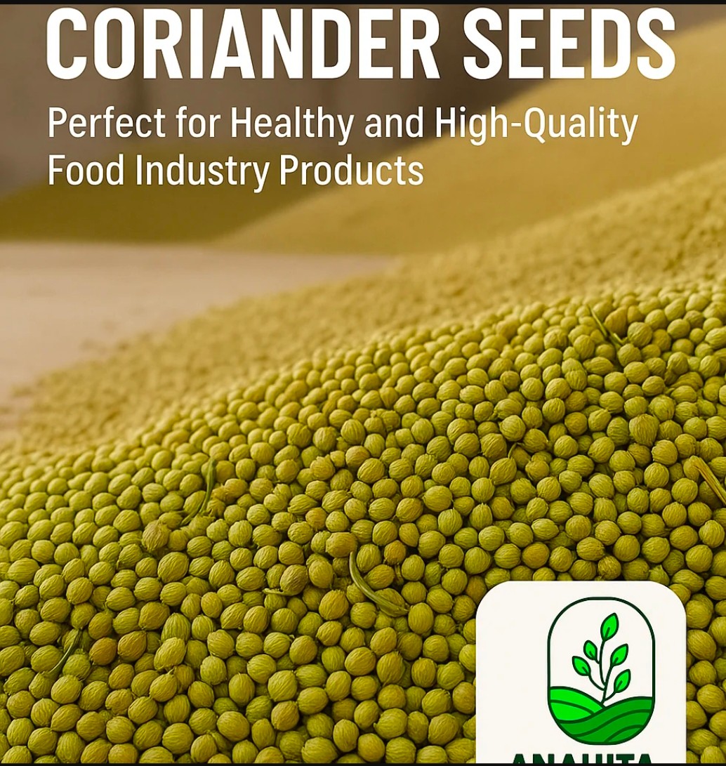 خرید بذر گشنیز در کرمان + خشک و تازه