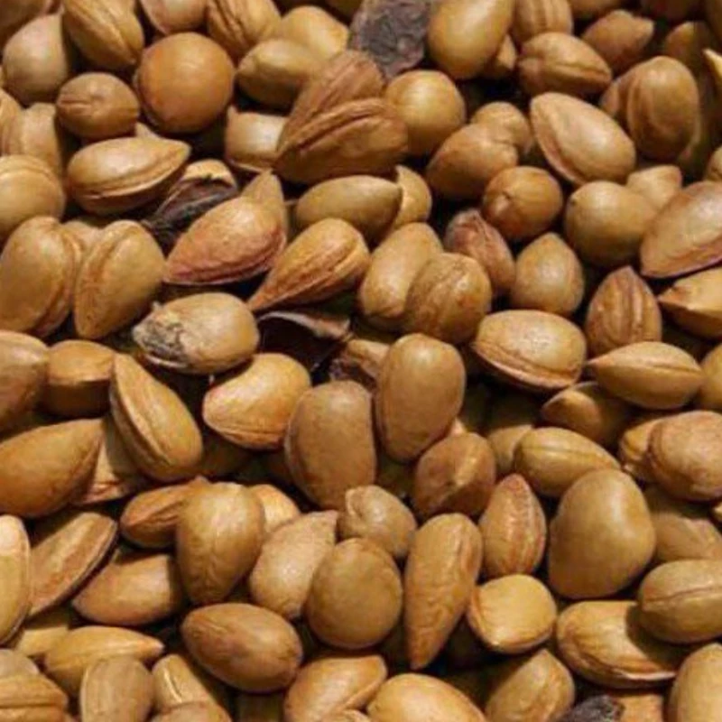 بادام تلخ کوهی (الوک)