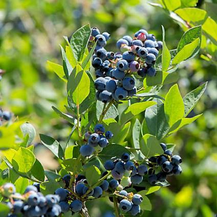 نهال بلوبری دو ساله برای باغات تجاری + نهال اصلاح شده